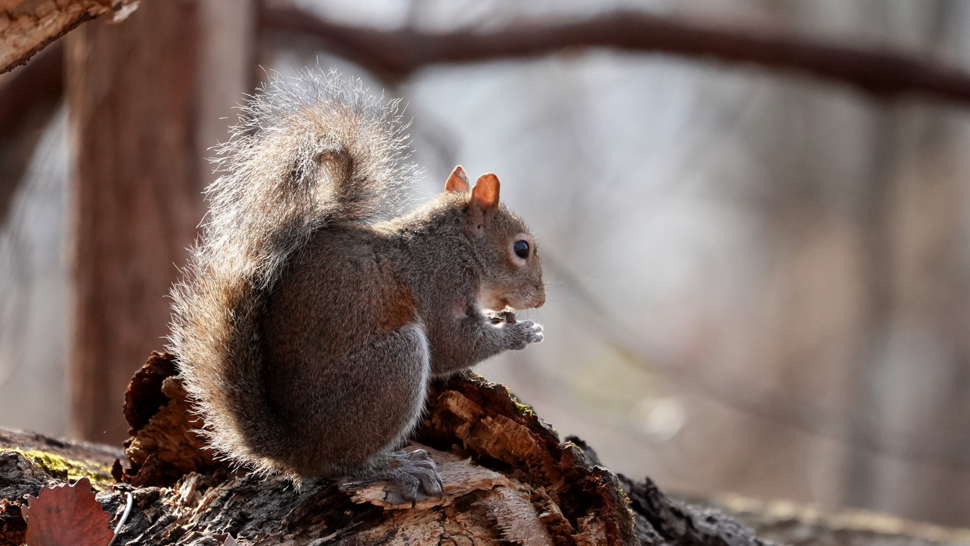 Squirrel in Sun