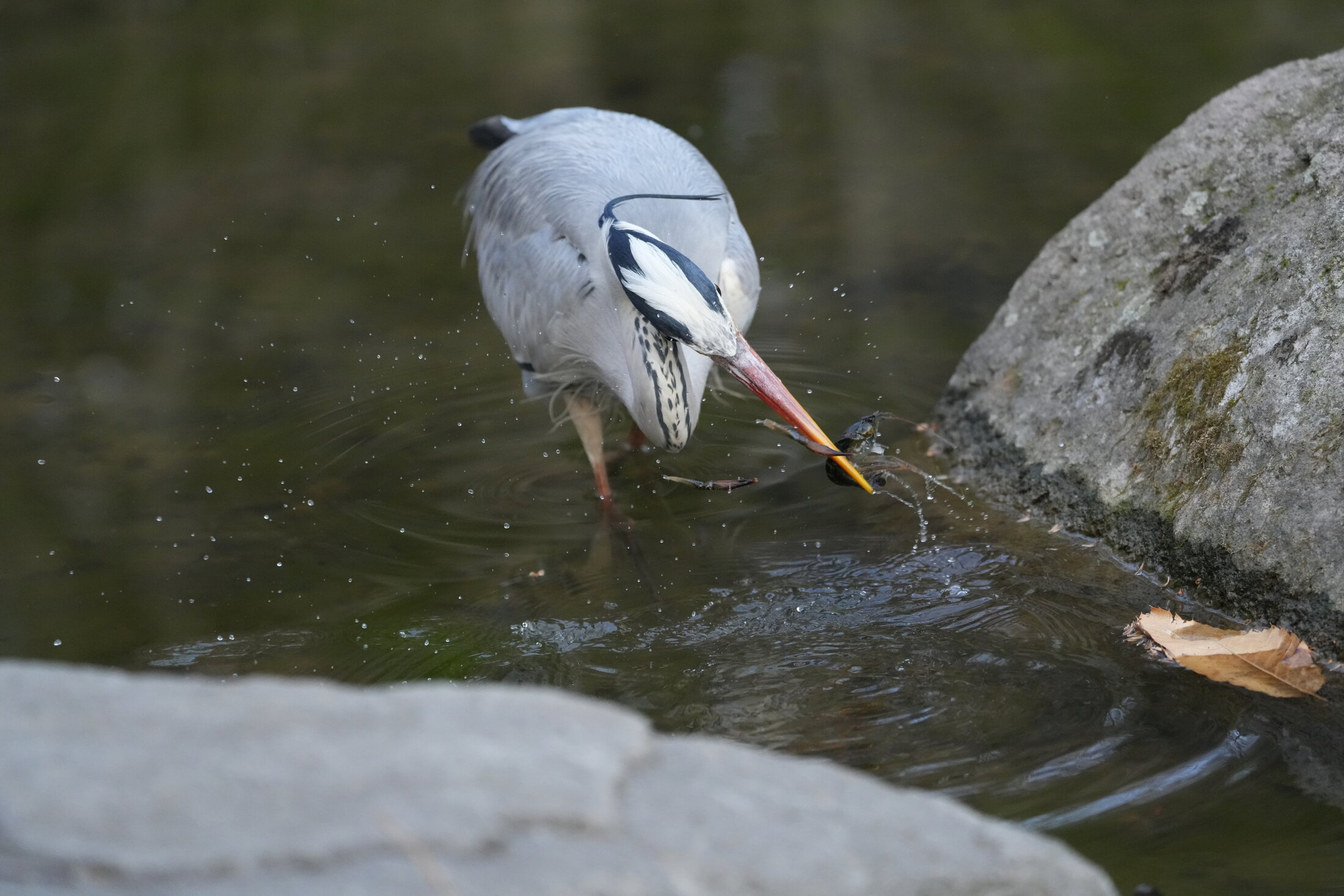 DSC01592