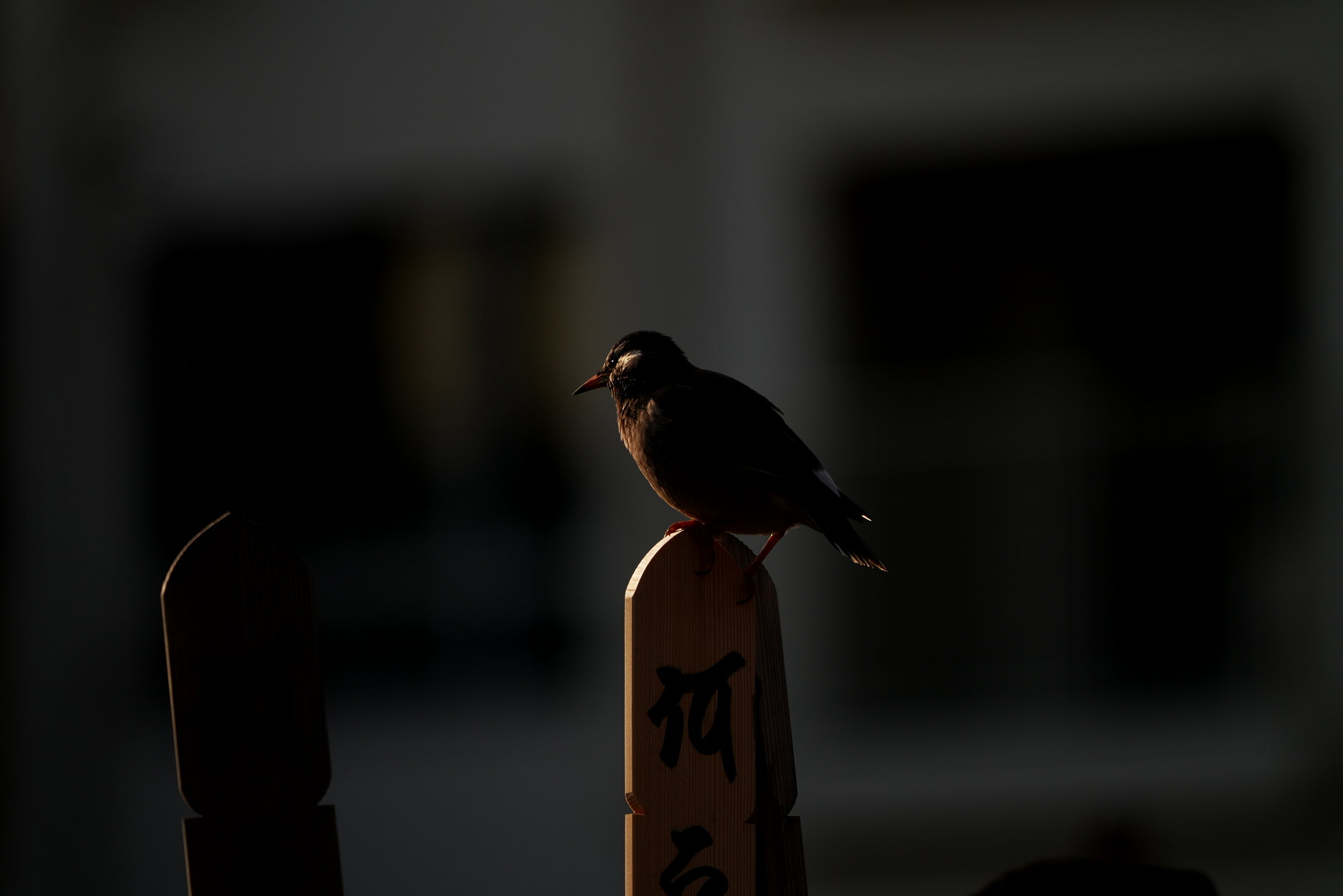 DSC05950