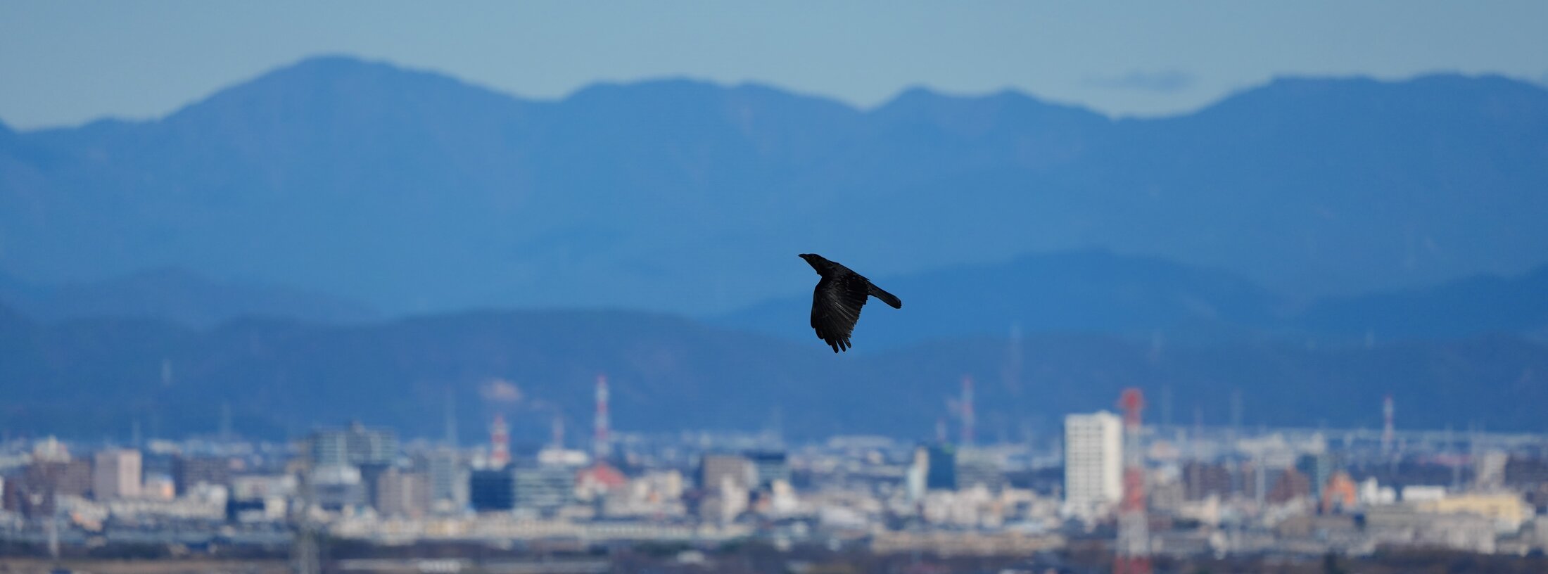As the Crow Flies